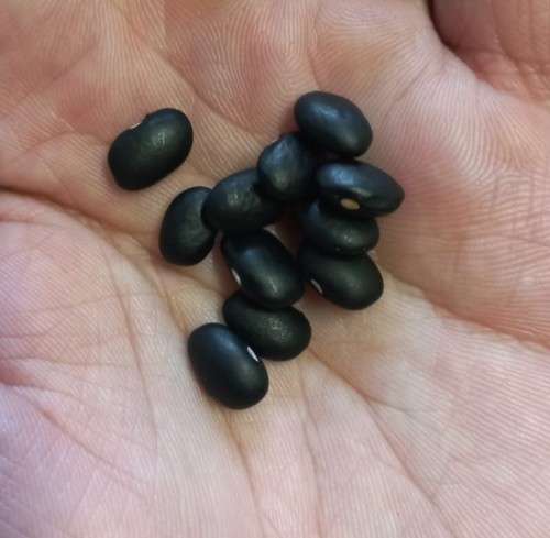 Bean Black Mung Organic - 10 Seeds