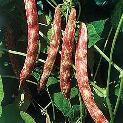 Bean Bush Canadian Cranberry Organic - 10 Seeds
