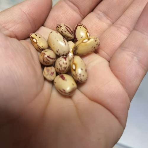 Bean Bush Canadian Cranberry Organic - 10 Seeds