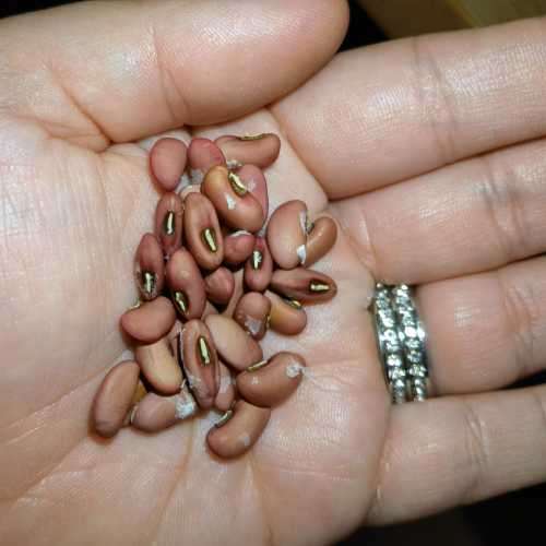 Bean Thai Chinese Yard Long Organic - 50 Seeds