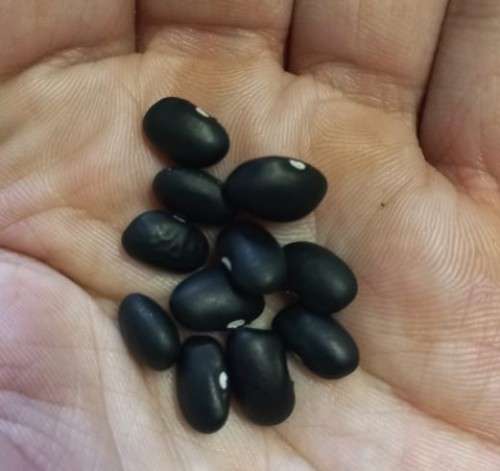 Bean Delgado Black Mexican Organic - 10 Seeds