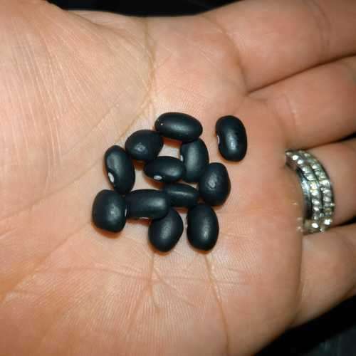 Bean Delgado Black Mexican Organic - 10 Seeds