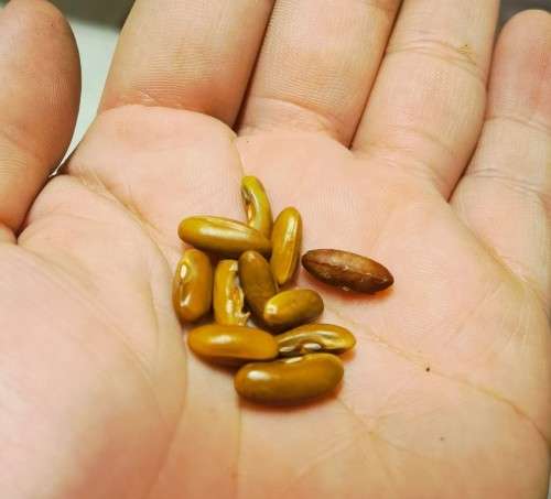 Bean Monte Gusto Organic - 10 Seeds