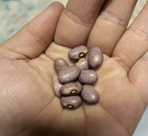 Bean Solwezi Dry Organic - 10 Seeds