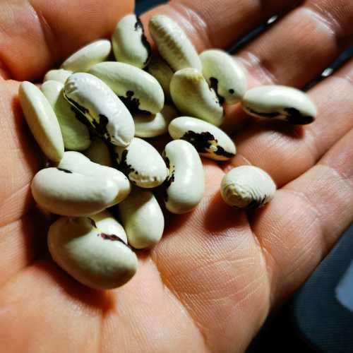Bean Zagreb Soldier Bush Organic - 10 Seeds
