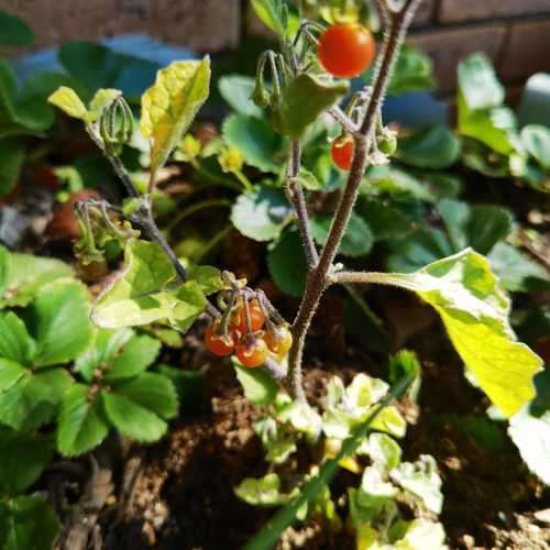 Otricoli Orange Berry Organic - 20 Seeds
