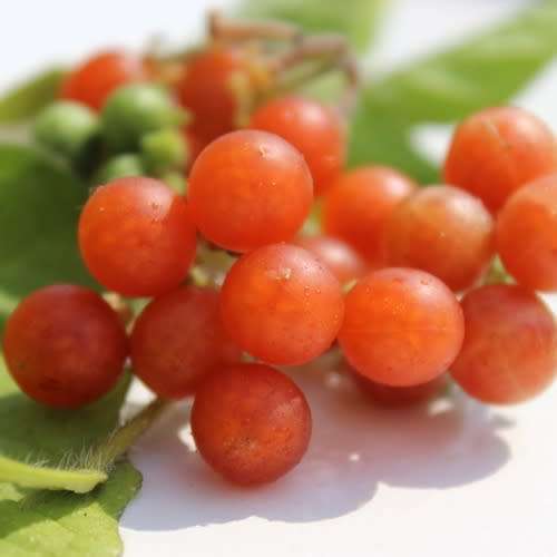 Otricoli Orange Berry Organic - 20 Seeds