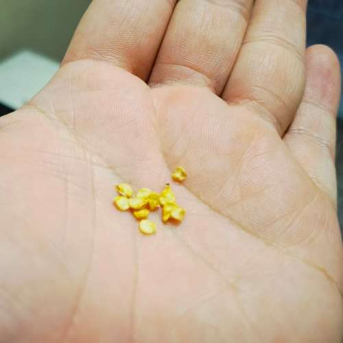Chilli Carolina Reaper & Habanero Cross Organic (Open Pollinated) - 20 Seeds
