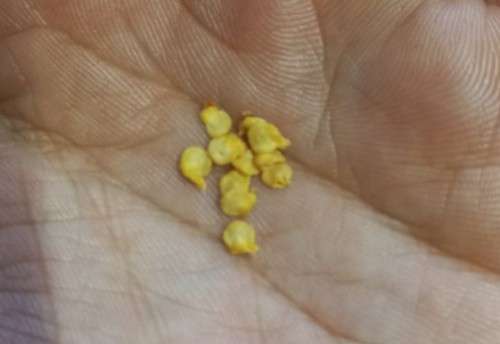 Chilli Carolina Reaper & Habanero Cross Organic (Open Pollinated) - 20 Seeds