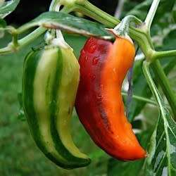 Chilli Pepper Fish Organic - 10 Seeds