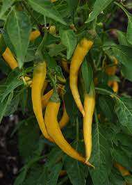 Chilli Pepper Golden Cayenne  - 10 Seeds