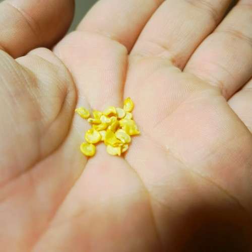 Chilli Pepper Mixed Seeds Organic - 20 Seeds
