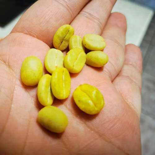 Coffee - Red Arabica Bean - 10 Seeds