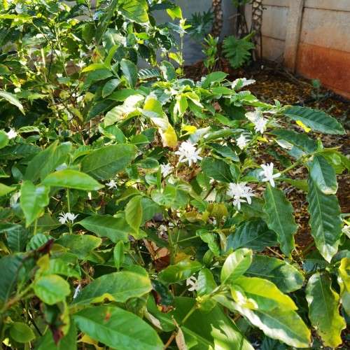 Coffee - Red Arabica Bean - 10 Seeds