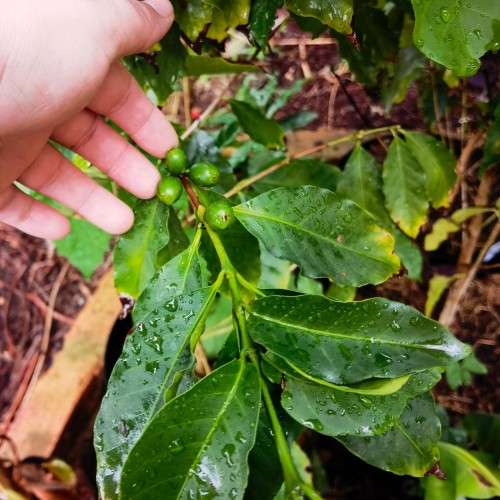 Coffee - Red Arabica Bean - 10 Seeds