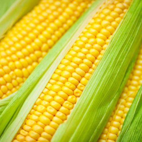Corn Golden Bantam Sweet Organic - 30 Seeds