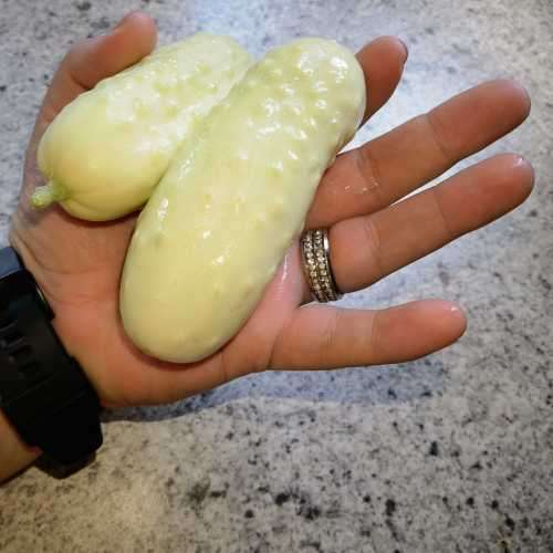 Cucumber White Wonder Organic - 10 Seeds