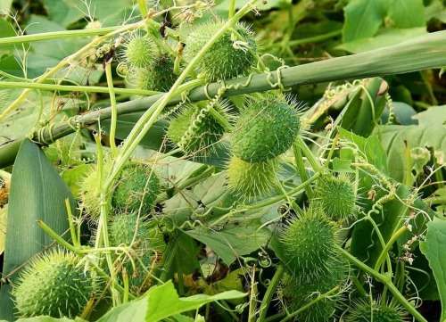 Cucumber Wild Organic - 10 Seeds