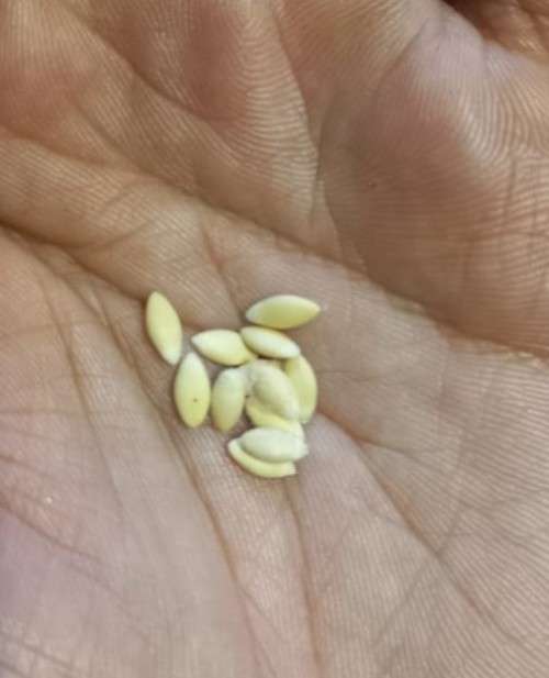 Cucumber Wild Organic - 10 Seeds