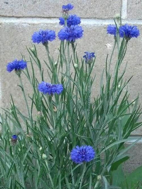 Bacherlor`s Button Blue Boy Organic - 20 Seeds