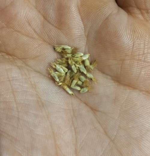 Bacherlor`s Button Blue Boy Organic - 20 Seeds