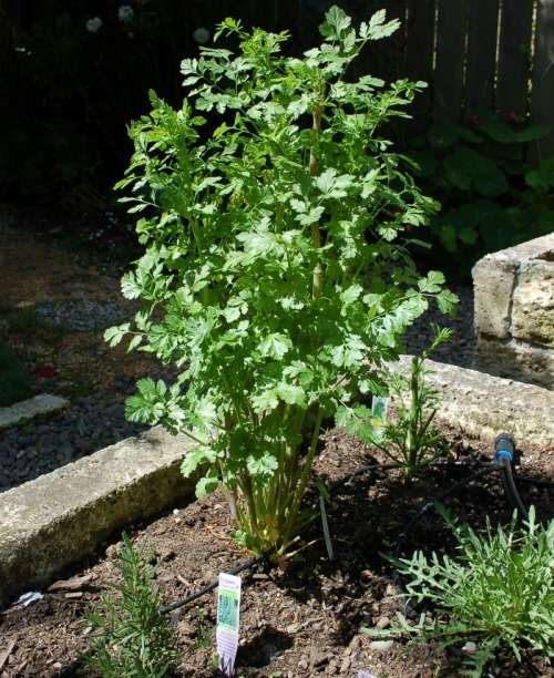 Coriander Organic Seeds - 30 Seeds