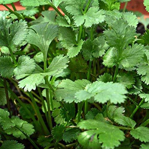 Coriander Organic Seeds - 30 Seeds