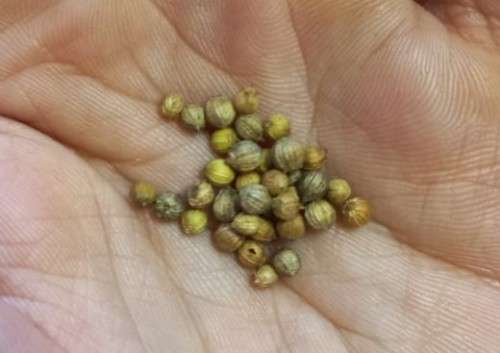 Coriander Organic Seeds - 30 Seeds