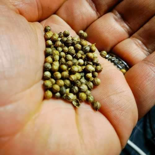 Coriander Organic Seeds - 30 Seeds