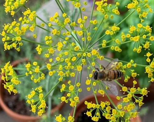 Dill Organic - 50 Seeds (3 for the Price of 1)