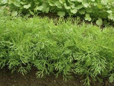Dill Organic - 50 Seeds (3 for the Price of 1)