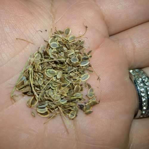 Dill Organic - 50 Seeds (3 for the Price of 1)