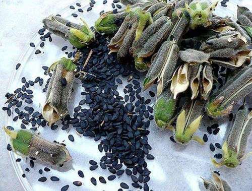 Black Sesame Organic - 20 Seeds