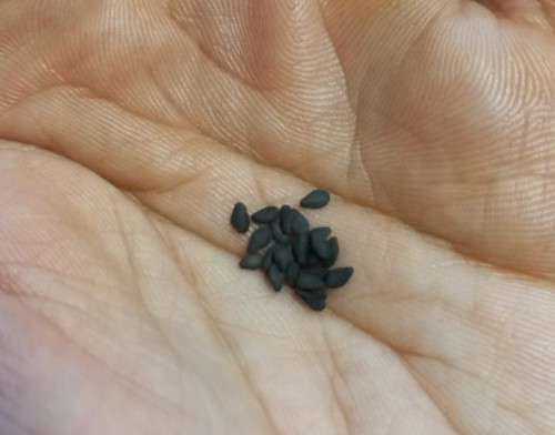 Black Sesame Organic - 20 Seeds