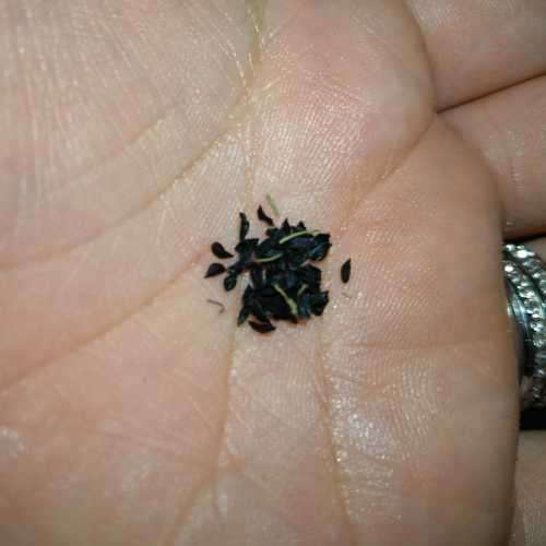Chives Organic - 40 Seeds