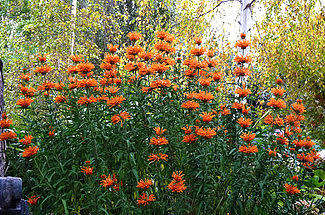 Leonitis Leonurus Organic - 10 Seeds