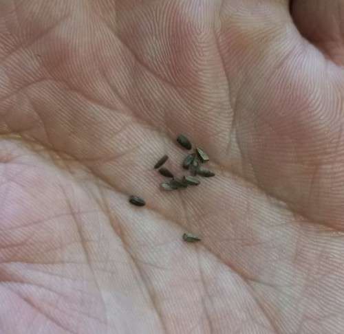 Leonitis Leonurus Organic - 10 Seeds