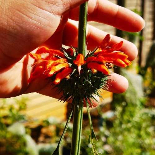 Leonitis Leonurus Organic - 10 Seeds
