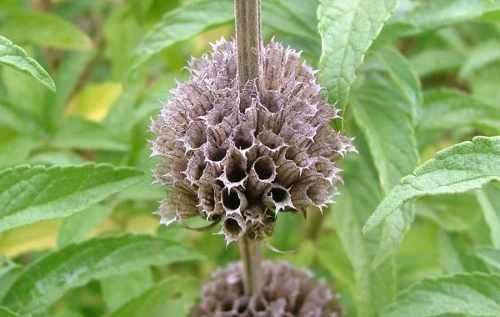 Leonitis Leonurus Organic - 10 Seeds