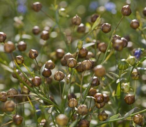 Linseed/Flaxseed Brown Organic - 10 Seeds