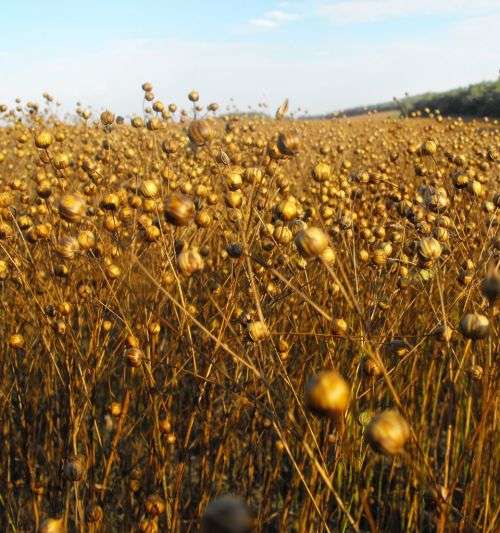 Linseed/Flaxseed Brown Organic - 10 Seeds