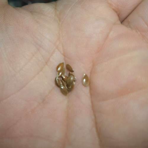 Linseed/Flaxseed Brown Organic - 10 Seeds