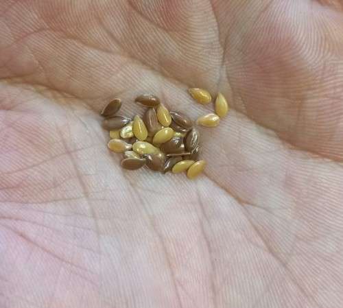 Linseed/Flaxseed Golden Organic - 20 Seeds