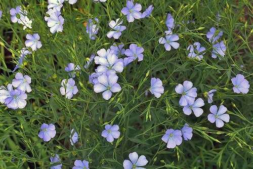 Linseed/Flaxseed Golden Organic - 20 Seeds
