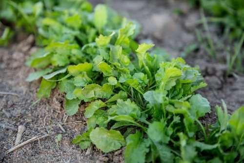 Cress Broadleaf Garden Organic - 20 Seeds