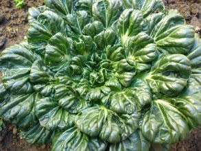 Tatsoi Organic - 40 Seeds
