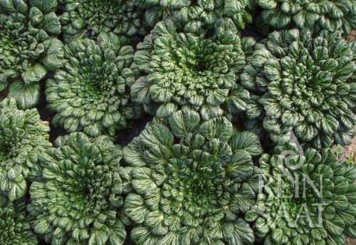 Tatsoi Organic - 40 Seeds