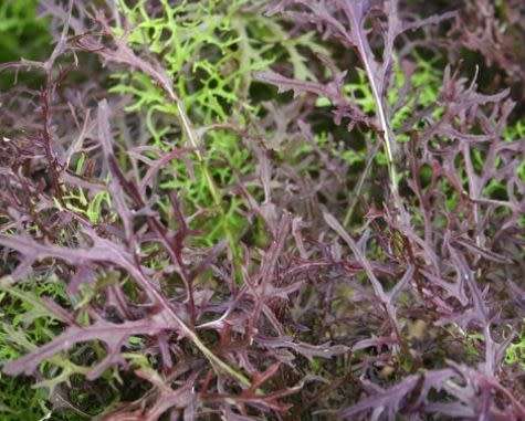 Mizuna Red Asian Streaks Organic - 60 Seeds