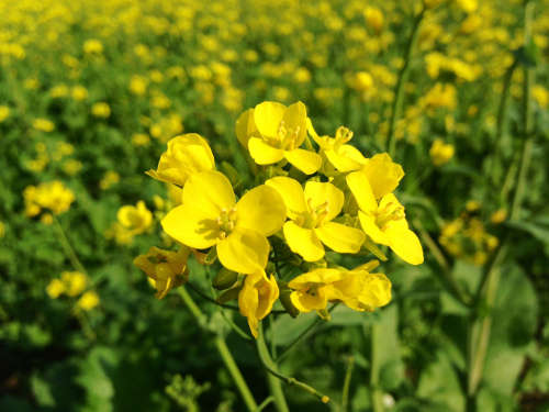 Mustard Greens Organic - 20 Seeds