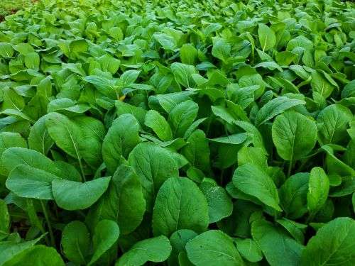 Mustard Greens Organic - 20 Seeds
